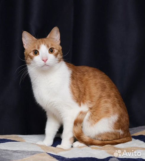 Котик Армани у которого не было детства