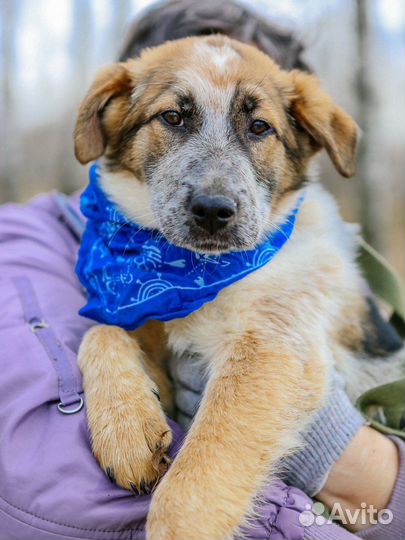 Собака в добрые руки из приюта