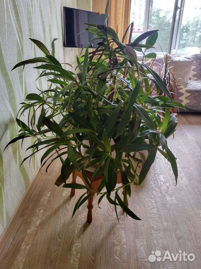 Комнатные растения