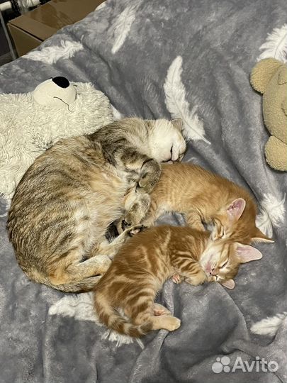 Самые красивые котята