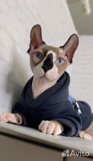 Канадский сфинкс эльф