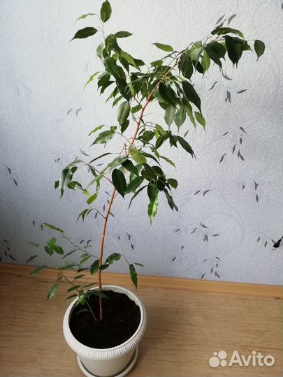 Комнатный цветок Фикус