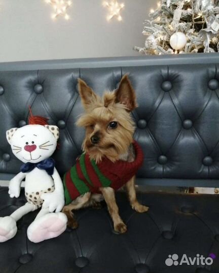 Йоркширский терьерВязка