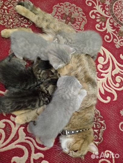 Шотландская