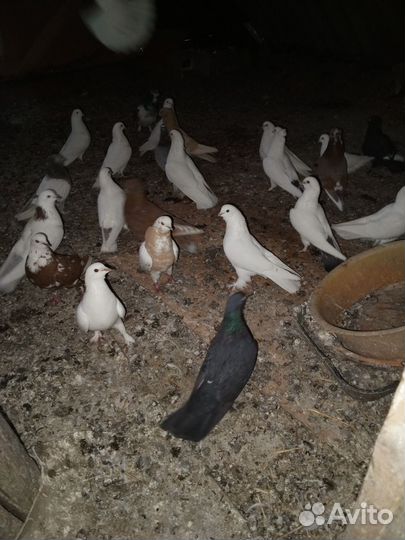 Голуби