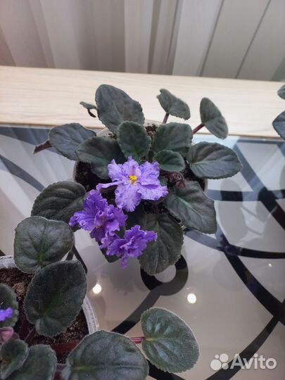 Фиалка цветущая