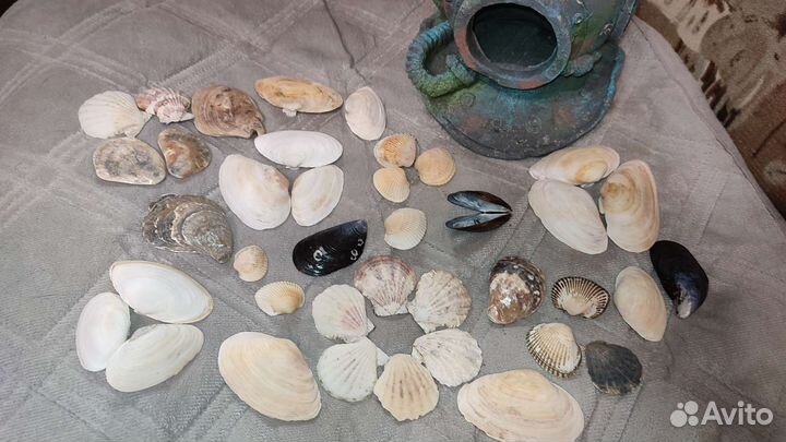 Морские ракушки