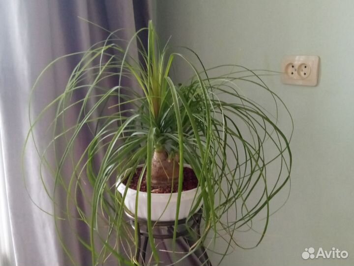 Бутылочное дерево