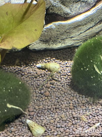 Улитки мелании