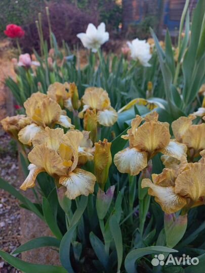 Ирисы карликовые