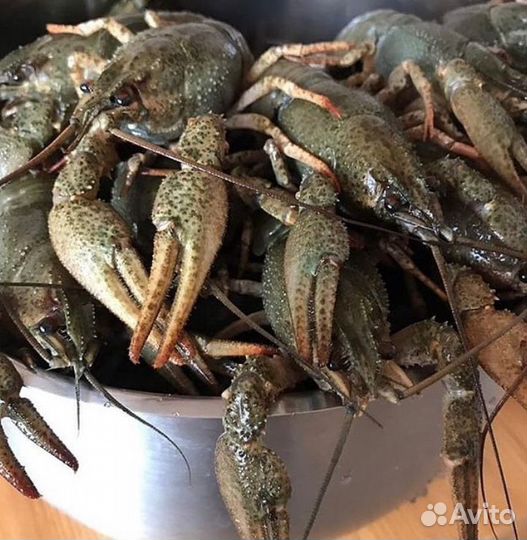 Живые и вареные раки