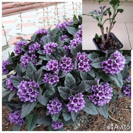 Пузырница физалисовая