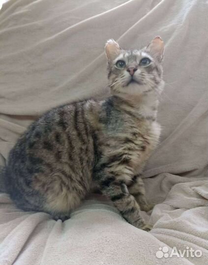 Котик. Тюлень. Ищем ручки