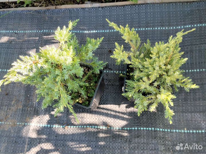 Можжевельник