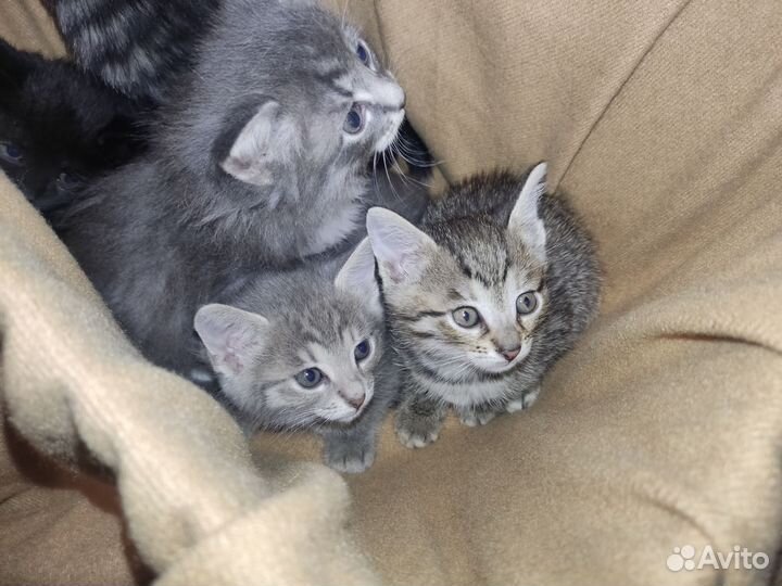 Котята в добрые руки