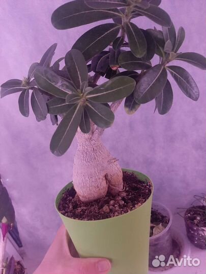 Орхидея фаленопсис бабочка Паваротти, Стрелиция