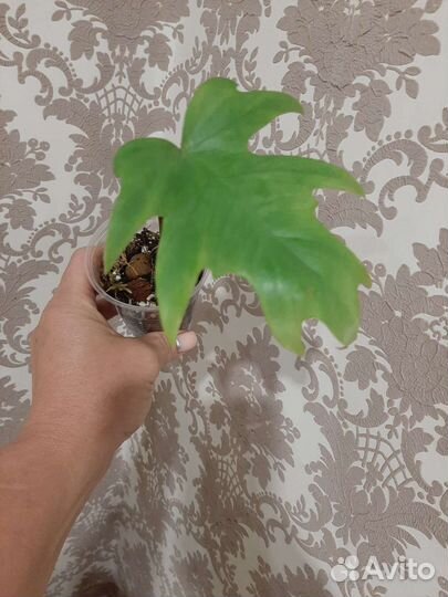 Филодендроны