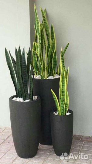 Сансевиерия