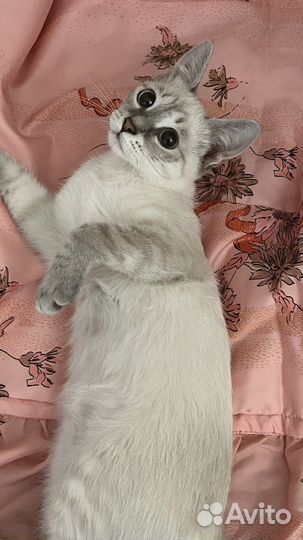 Котята подростки