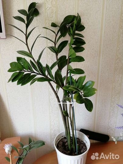 Комнатные растения