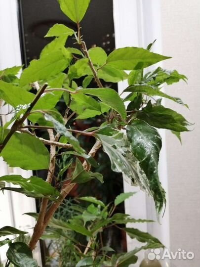 Черенки гибискуса, хойи Белла, цимбалярии