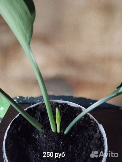 Эухарис амазонская лилия