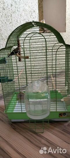 Зебровый амадин с клеткой