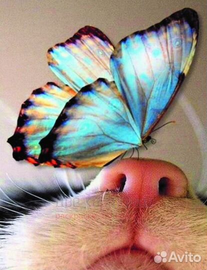 Алмазная мозаика 40x50 Бабочка на котячьем носу