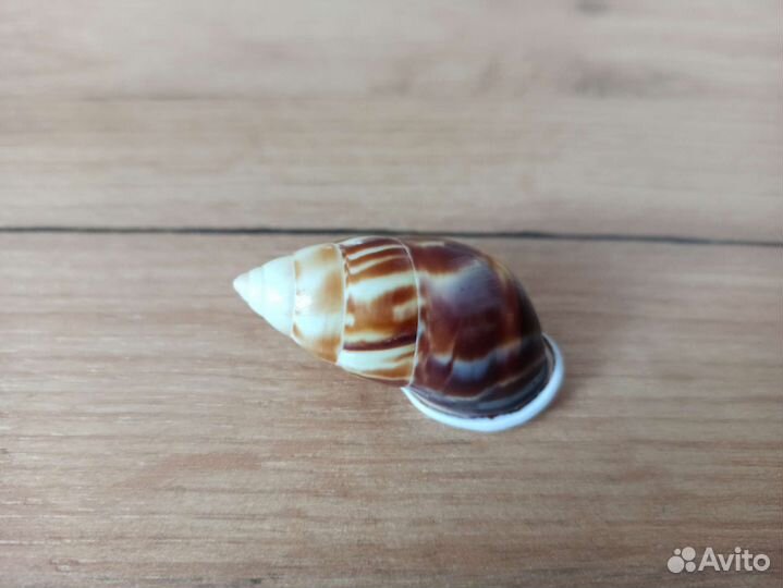Морская раковина