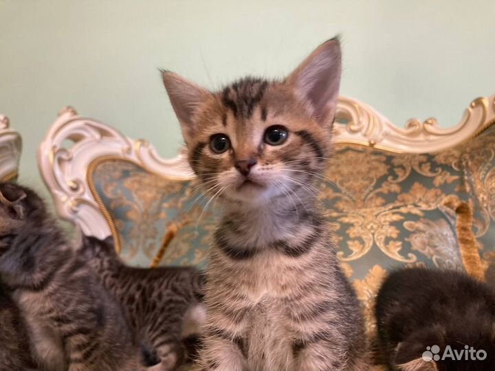 Шотландские котята