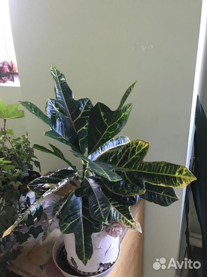 Растение комнатное Кротон