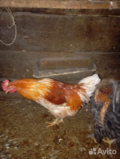 Куры домашние
