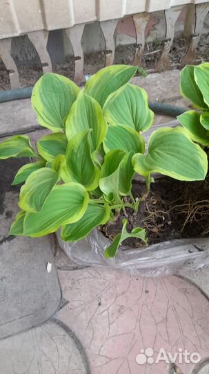 Хоста Голден Тиара