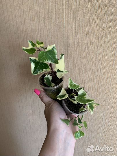 Плющ хедера вариегатный