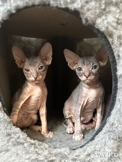 Донской сфинкс