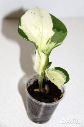 Эпипремнумы / Сциндапсусы (часть 1)