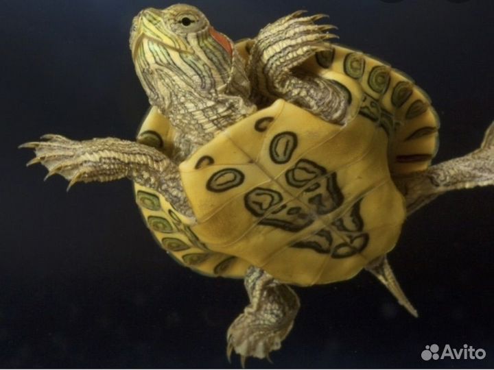 Черепаха водная