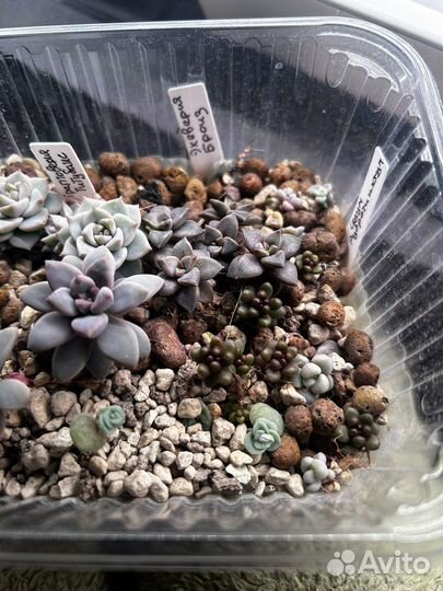 Детки суккулентов