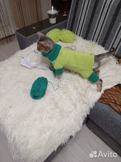 Вязание одежды для кошек,собачек мелких пород