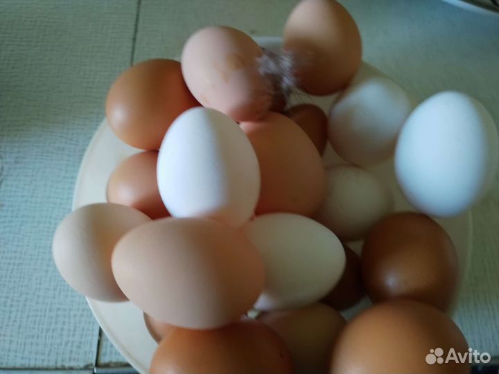Домашние куриные яйца