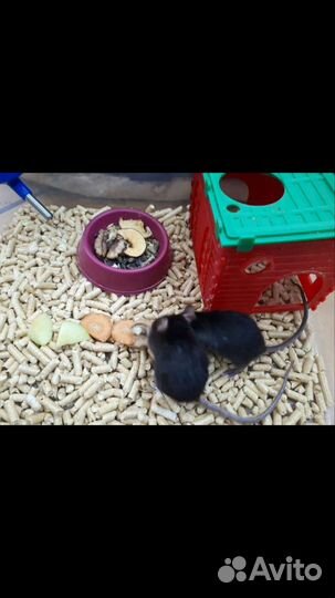 Сатиновые мыши