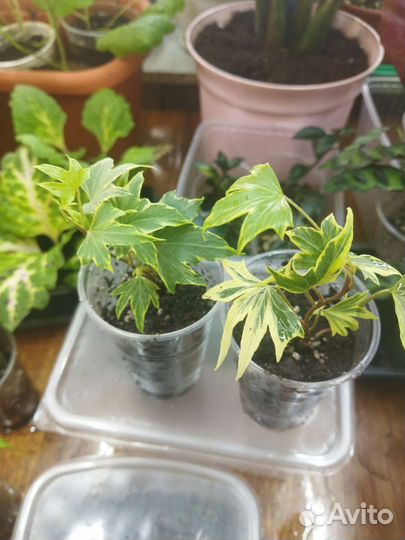 Хедера сортовая