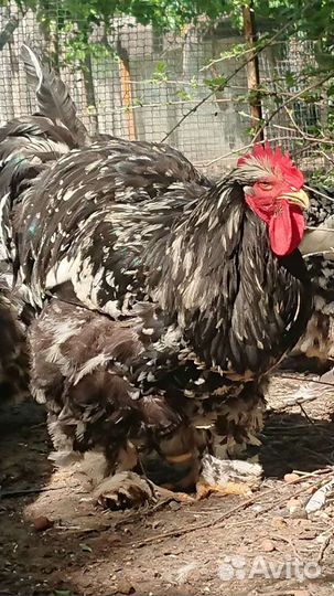 Кохинхин мраморный инкубационное яйцо