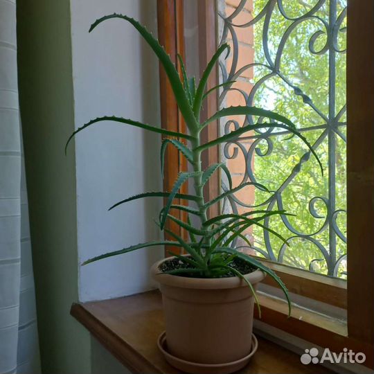 Алоэ лечебный