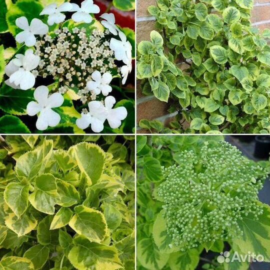 Дуболистные, Черешковые, Вьющиеся Гортензии