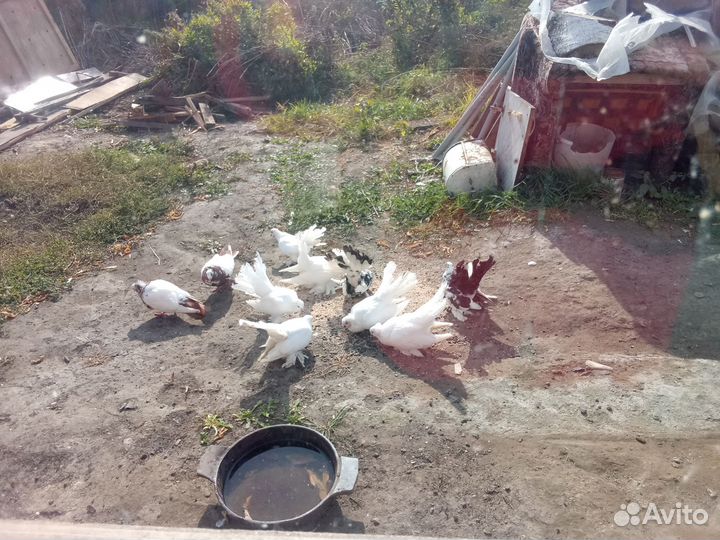 Голуби оптом. Цена указана за всех