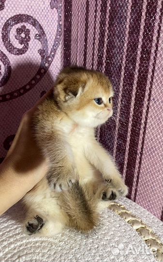 Шотландские фолд и страйт