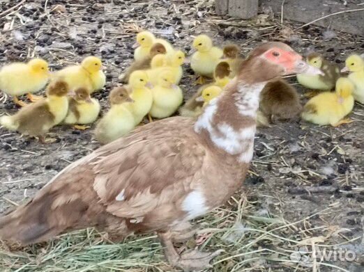 Мускусные утки индоутки индоутята