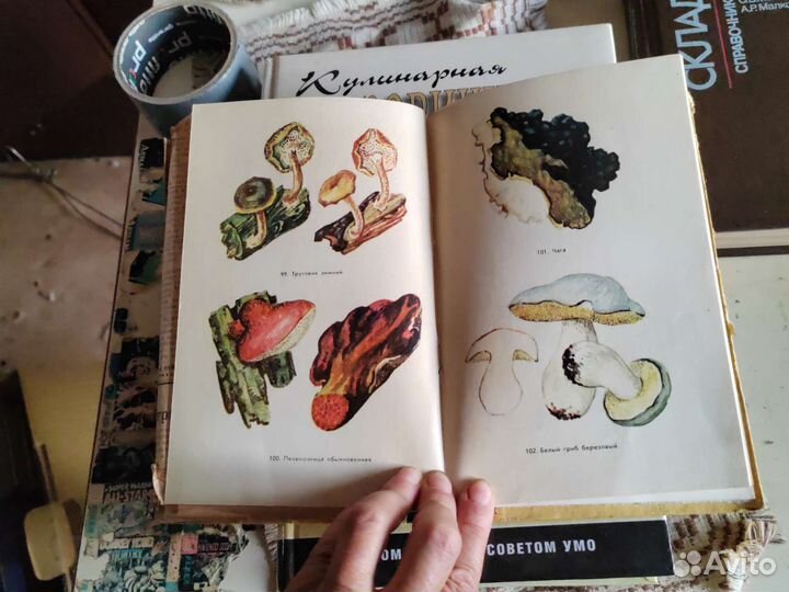 Книга грибника