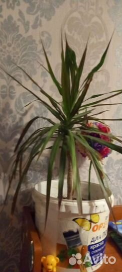 Комнатные цветы